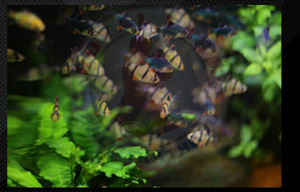 Tiger Barb