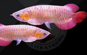 Banjar Red Arowana