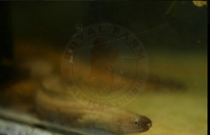 Eel Fish