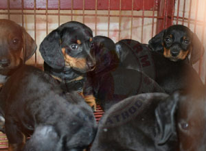 Dachshund