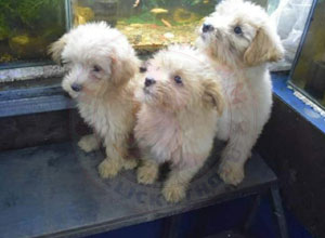 Lhasa Apso