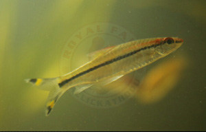 Denison Barb