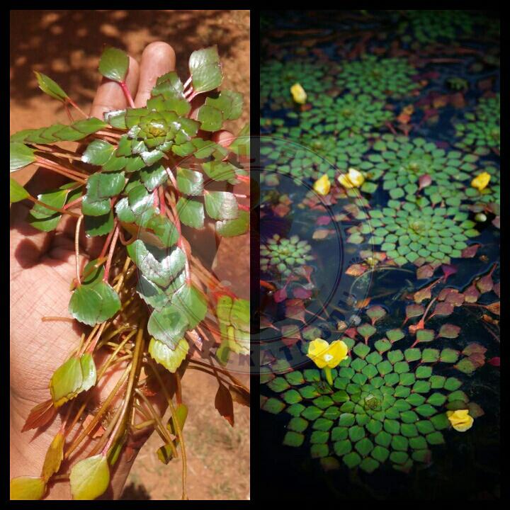 Mosaic Plant